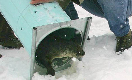 Otters Released