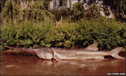paddlefish