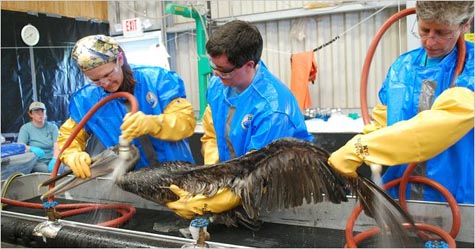 Cleaning Brown Pelicans