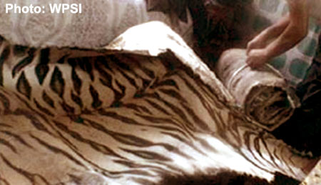 Poached Tiger - WPSI