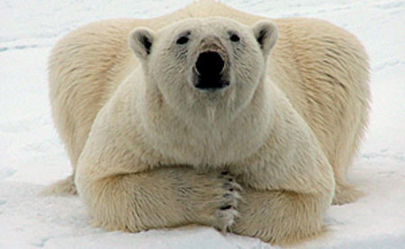 Polar Bear Barrow AK