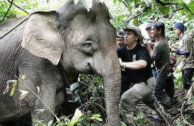Pygmy Elephant