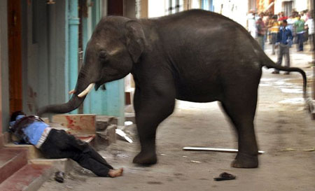 Rampaging Elephants