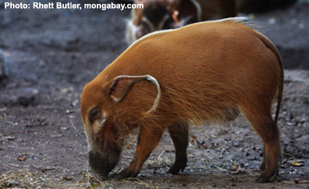 Red River Hog