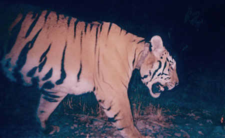 Rehab Tiger In Camera Trap