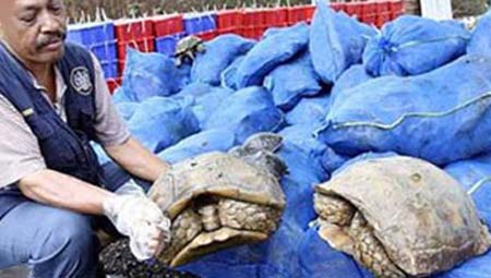 1800 Endangered reptiles saved