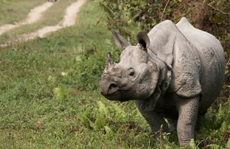 Rhino In Kaziranga