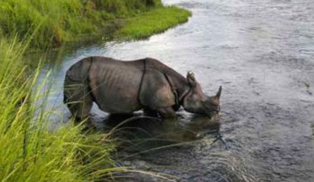 Greater one-horned rhino (Rhinoceros unicornis) Chitwan National Park, Nepal