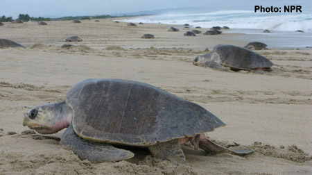 Sea Turtle