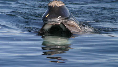 North Atlantic Right Whale