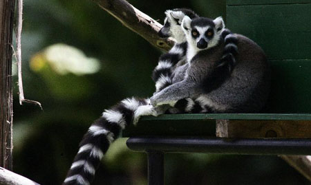 Ringtail Lemurs