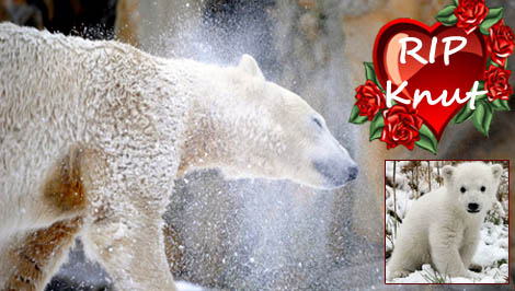 Knut 2006-2011
