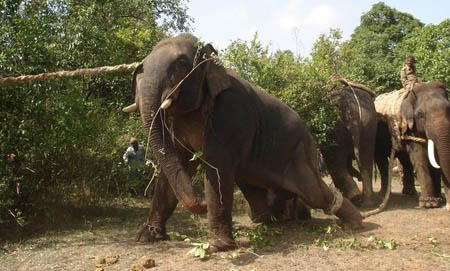 A rogue elephant captured in Hadya village in Sakleshpur Taluk