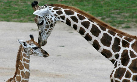 Rothschild Giraffe