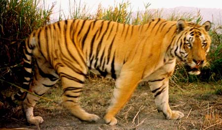 Royal Bengal Tiger