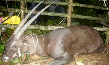 Saola