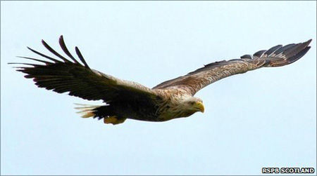 Sea Eagle