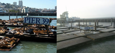 Sea Lion Mystery