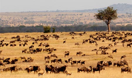 Save The Serengeti