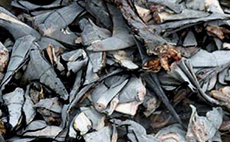 Shark Fins
