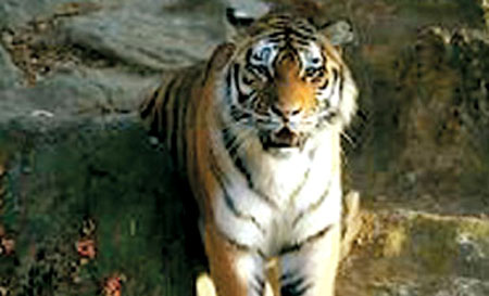 Siberian Tiger