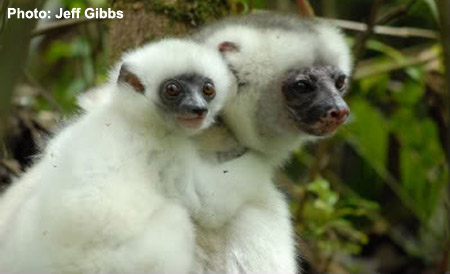 Silky Sifaka