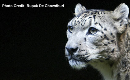 Snow Leopard