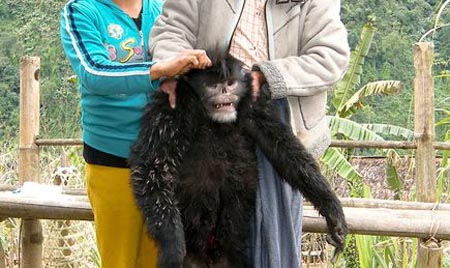 Snubnose Monkey