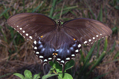 Spicebush Swallowtail Butterfly
