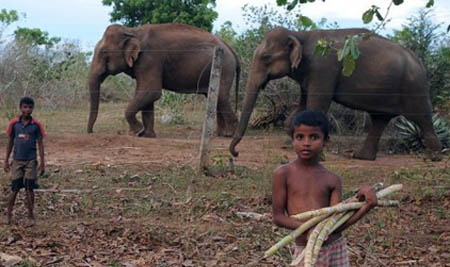 Sri Lanka Elephant Survey