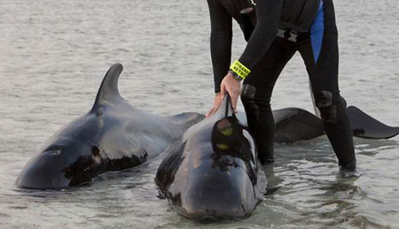 Stranded Pilot Whales