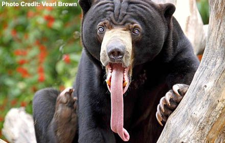 Sun Bears Have It Licked