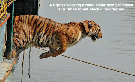 Collared Sunderban Tiger