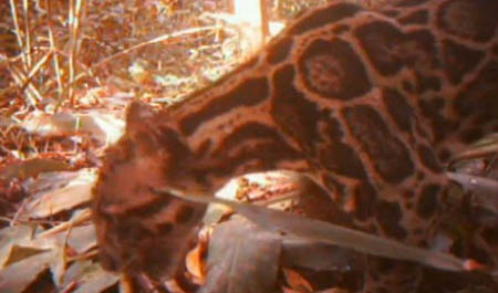 Sundra Clouded Leopard in Camera Trap
