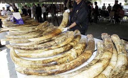 Thai Ivory Bust