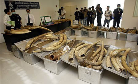 Thailand Seizes Ivory