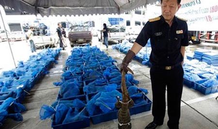 Thailand Seizes Monitor Lizards