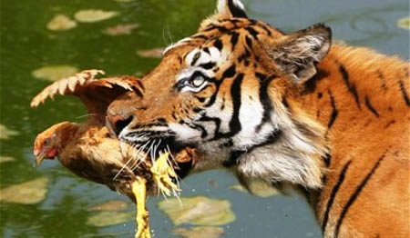 Zoo visitors purchase live animals to feed tigers for entertainment