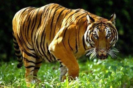 Losing Tigers