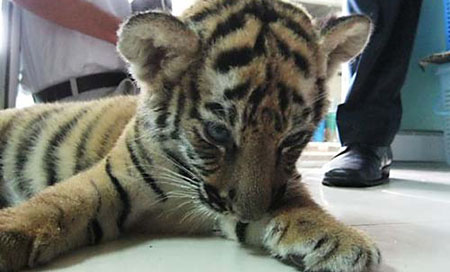 Tiger Cub Found In Baggage
