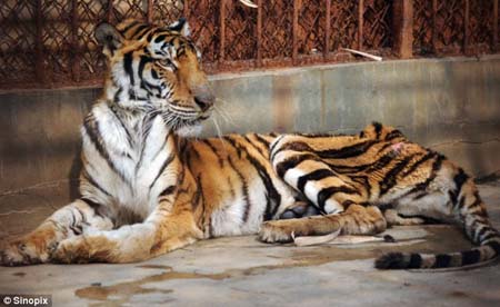 Chinese Tiger Farms