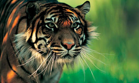 Sumatran Tiger