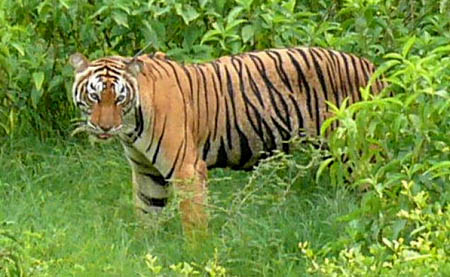 Tigress T 44