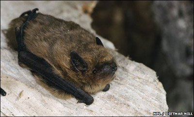 tinybat