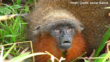 Caqueta Titi Monkey