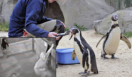 Penguins Traumatized