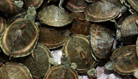 Turtles Seized At Thai Airport