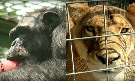 Help Feed Wildlife Awaiting New Homes
