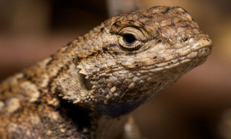 Western Fence Lizard