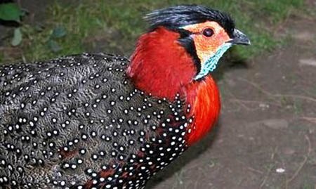 Western Tragopan